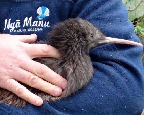 1102 Nga Manu Kiwi Night Encounter 2
