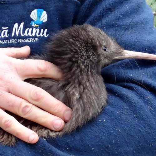 1102 Nga Manu Kiwi Night Encounter 2