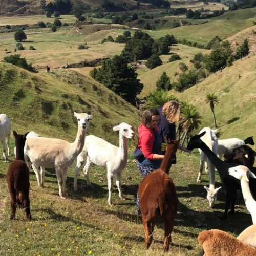 1104 Forgotten World by Rail & River Alpacas