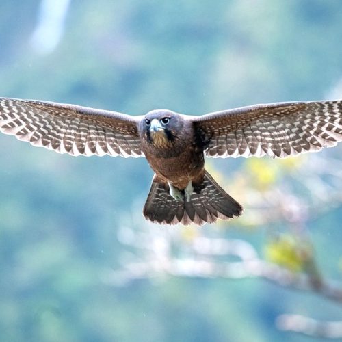 1202 - Marlborough Sounds Falcon