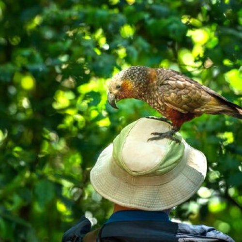 1203 Kapiti Island hat
