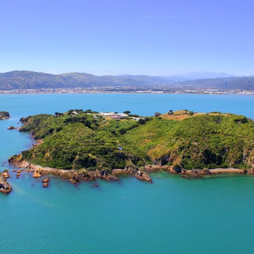 1203 Matiu Somes Island above