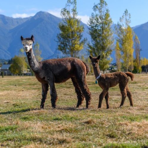 208 South of the South Alpacas