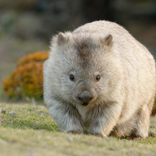 228 Tasmania Wombat at East Coast Natureworld