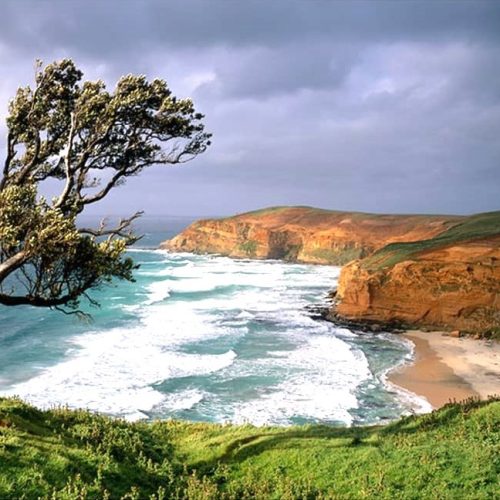 305 Chatham Islands