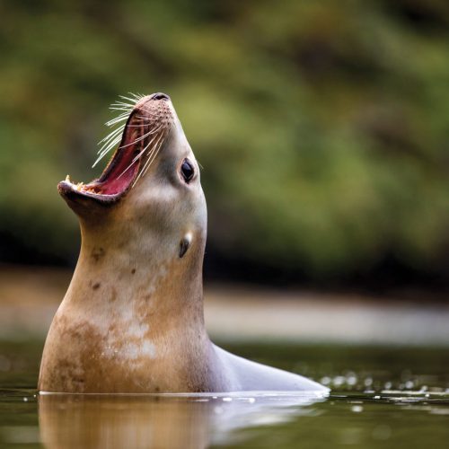 305 Chatham Islands sealion