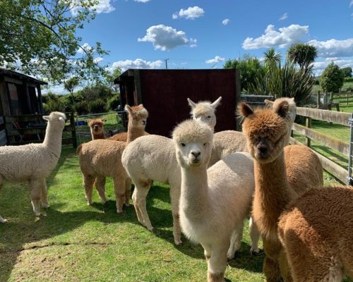 315 - Wakato Country Discovery Alpacas