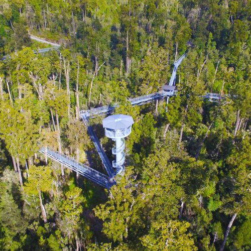 319 West Coast Experience Treetop Walk