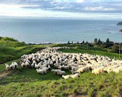 408 Back Country Stations Pihitia sheep