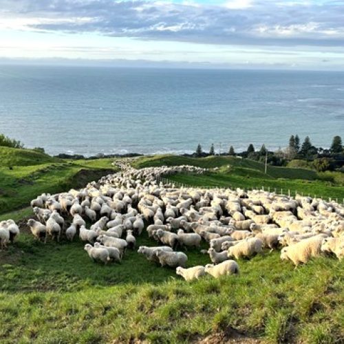 408 Back Country Stations Pihitia sheep