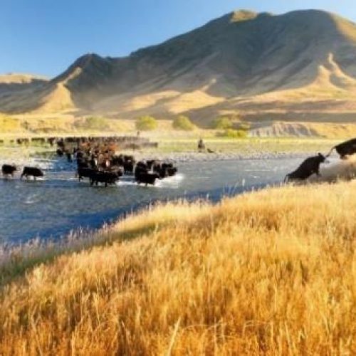 427 Molesworth Station muster