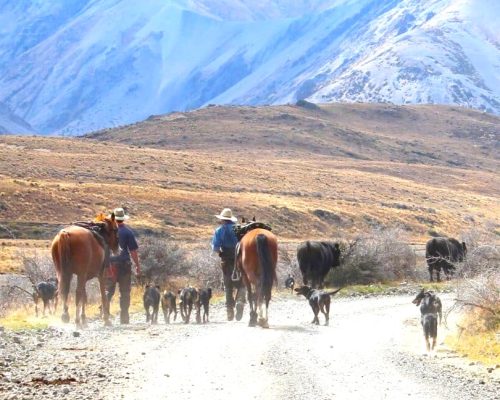 427 Molesworth Station stockmen
