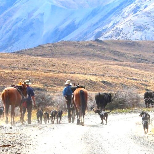 427 Molesworth Station stockmen
