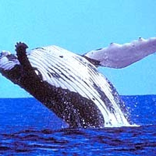 A Winter Escape to the Cook Islands Humpback