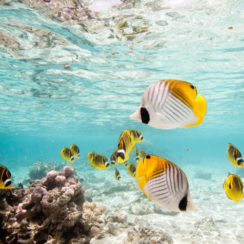 A Winter Escape to the Cook Islands snorkel 2