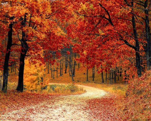 Get out and enjoy the colourful season before it's over. Photo / Supplied
For Trav
