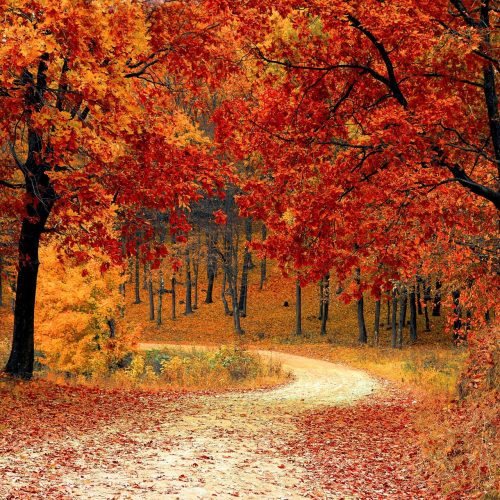 Get out and enjoy the colourful season before it's over. Photo / Supplied
For Trav