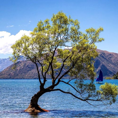 Autumn Colours in Central Otago Wanaka Tree