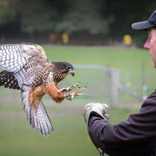 Coromandel Escape Falcon