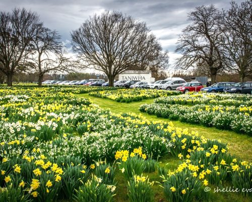 Gwavas, Smedley & Daffodils 3