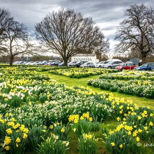 Gwavas, Smedley & Daffodils 3