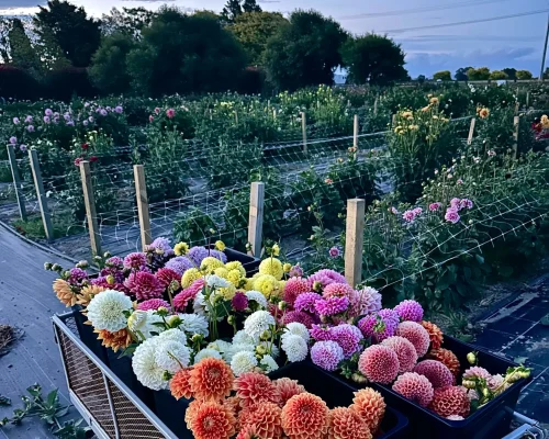 Hb Hidden Gems - Little Lifestyle Flower Farm 2
