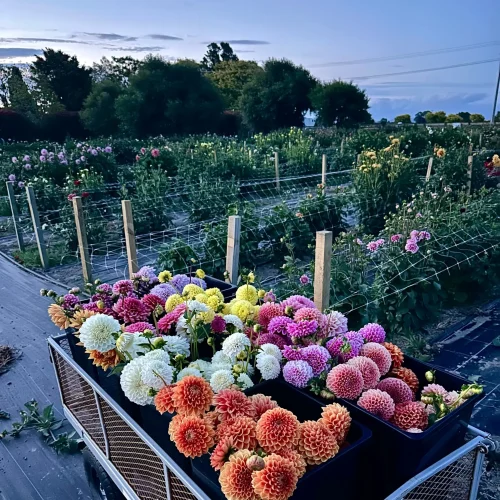 Hb Hidden Gems - Little Lifestyle Flower Farm 2