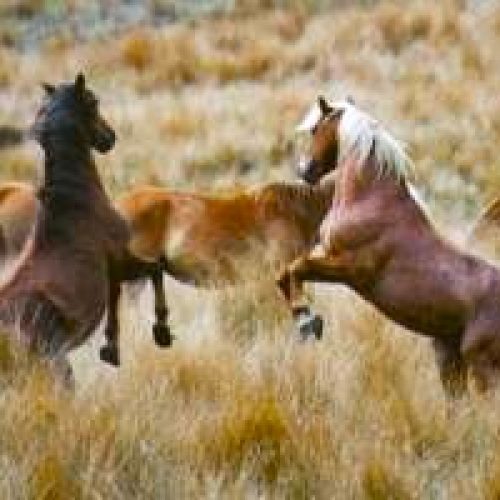 Kaimanawa Heritage Horses 2
