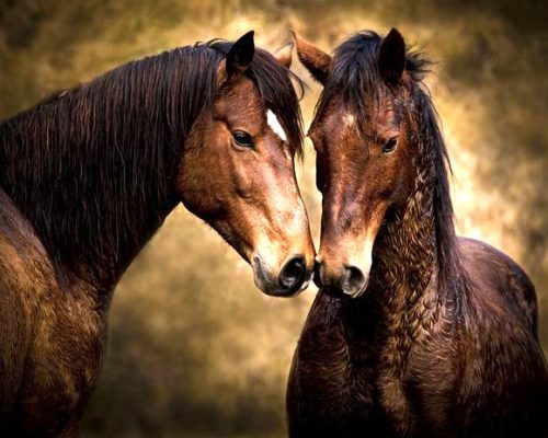 Kaimanawa Heritage Horses 3