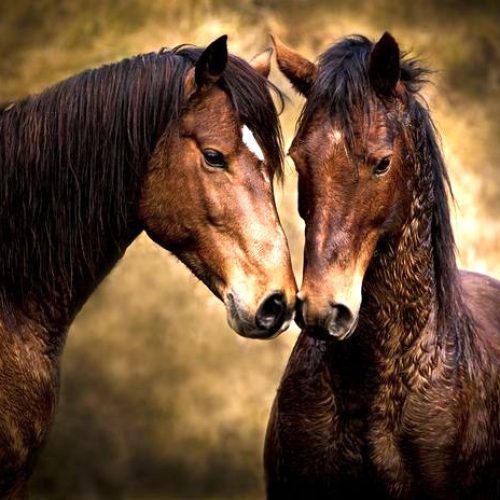 Kaimanawa Heritage Horses 3