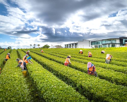 Mid winter Feast at Hobbiton Zealong