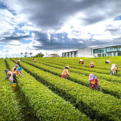 Mid winter Feast at Hobbiton Zealong