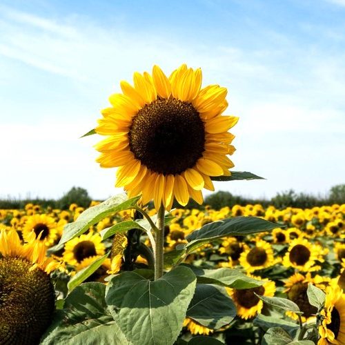 Summer Lunch & Sunflowers