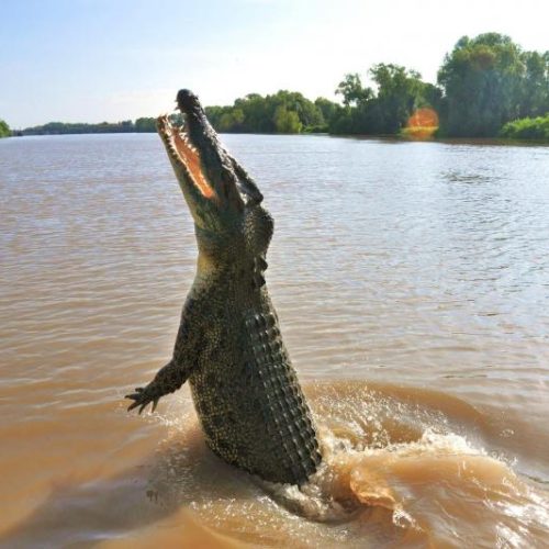 The Ghan Croc