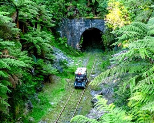 Tunnels FWA ferns