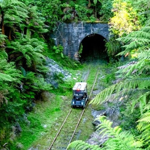 Tunnels FWA ferns